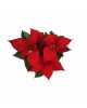 Ponsetya Atatürk Çiçeği (Poinsettia)